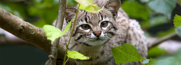 Gato de Geoffroy Un gato que pasó del mito a la fama en Reserva Las Torres