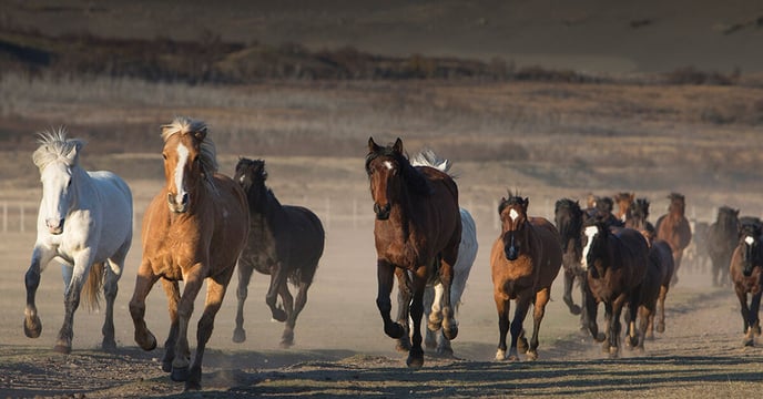 caballos