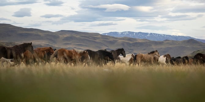 LinkedIn_X_Post-caballos