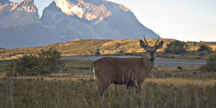 huemul (1)