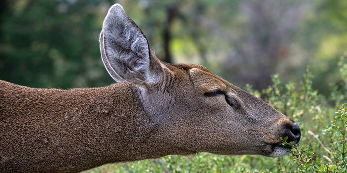 huemul